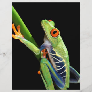 red eyed tree frog