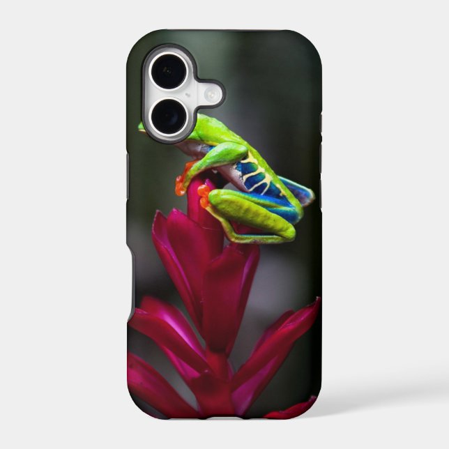 Red-eyed Tree Frog (Back)