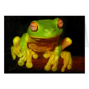 Red Eyed Tree Frog