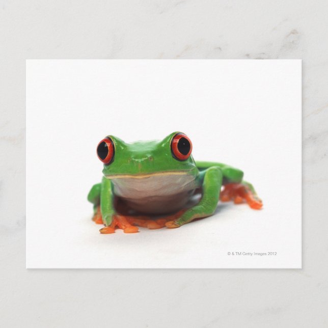 Red eyed tree frog 2 postcard (Front)