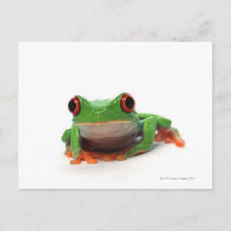 Red eyed tree frog 2 postcard
