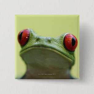 Red-eyed tree frog (Agalychnis callidryas) 15 Cm Square Badge