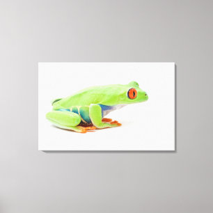 Red-Eyed Tree Frog (Agalychnis Callidryas) Canvas Print