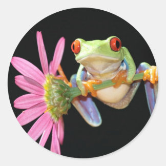 red eyed tree frog classic round sticker