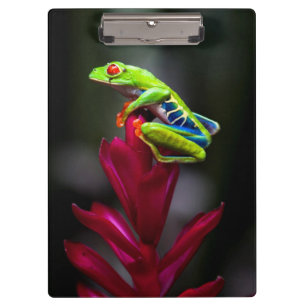 Red-eyed Tree Frog Clipboard