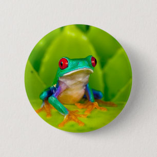 Red-eyed tree frog, Costa Rica 6 Cm Round Badge