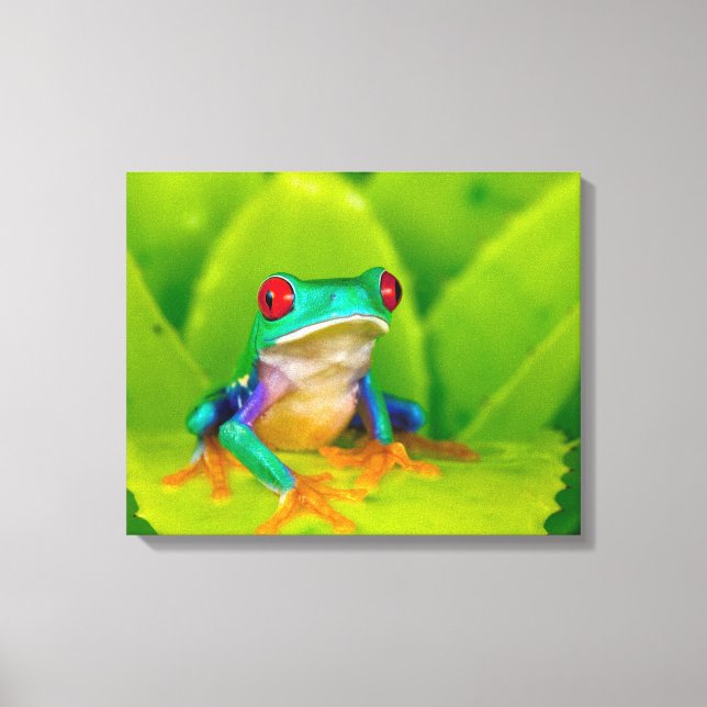 Red-eyed tree frog, Costa Rica Canvas Print (Front)