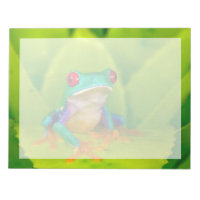 Red-eyed tree frog, Costa Rica