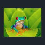 Red-eyed tree frog, Costa Rica Postcard<br><div class="desc">Red-eyed tree frog (Agalychnis callidryas),  Costa Rica</div>