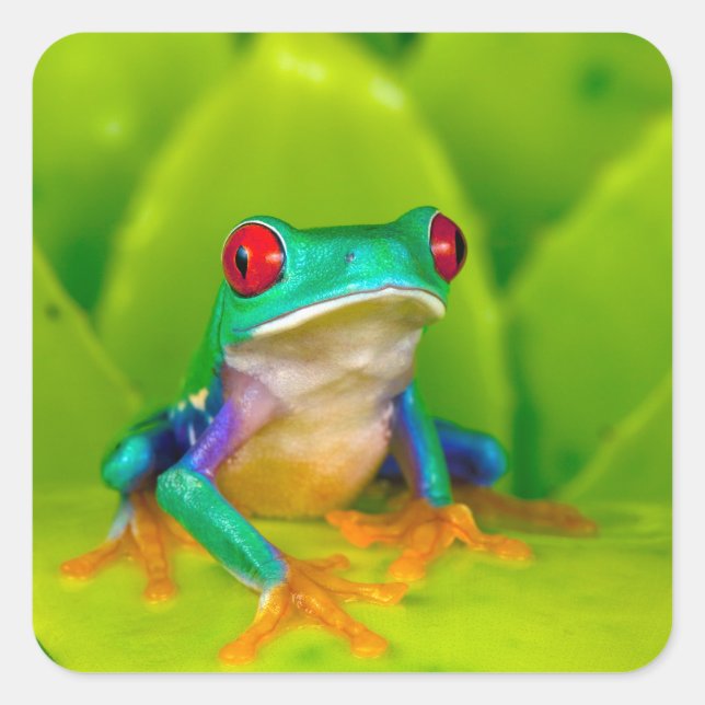 Red-eyed tree frog, Costa Rica Square Sticker (Front)