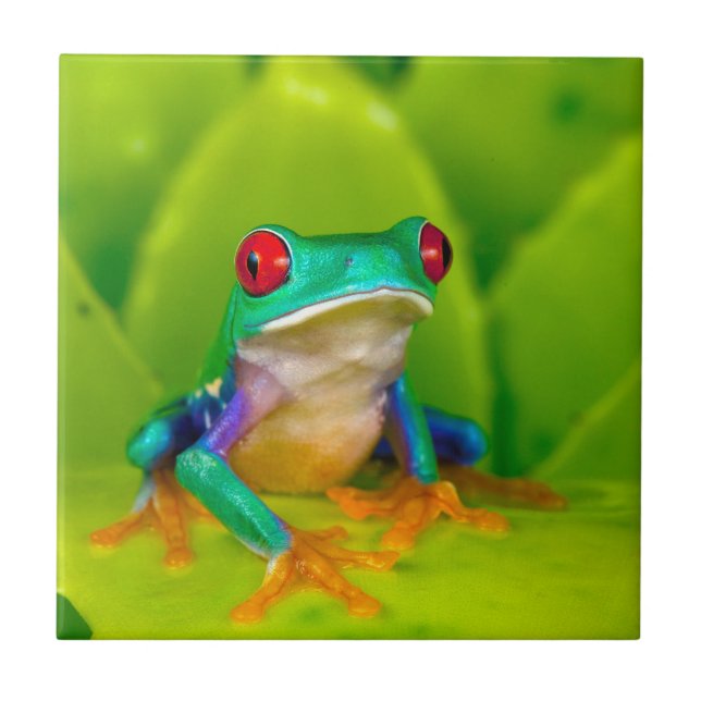 Red-eyed tree frog, Costa Rica Tile (Front)