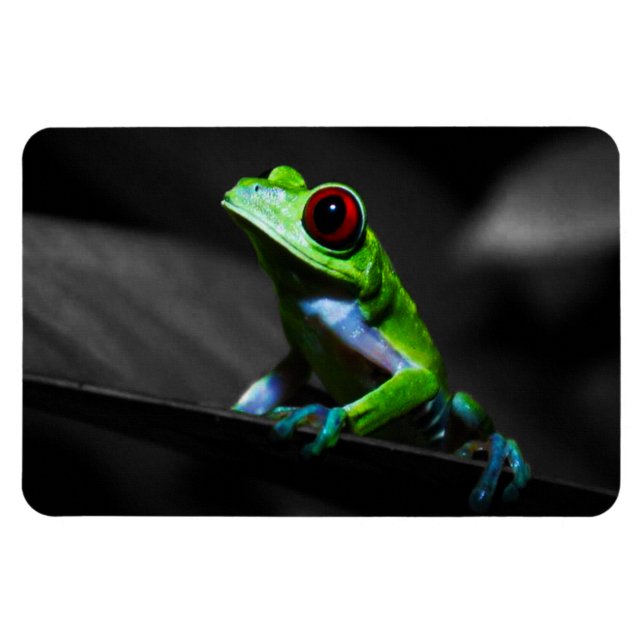 Red Eyed Tree Frog III Magnet (Horizontal)