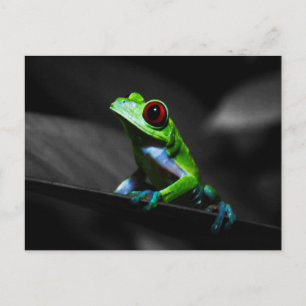Red Eyed Tree Frog III Postcard