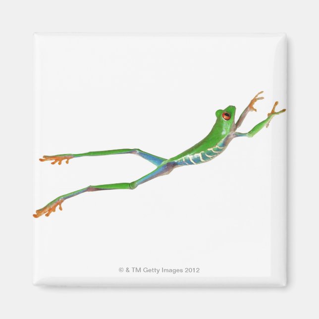 Red eyed tree frog jumping magnet (Front)