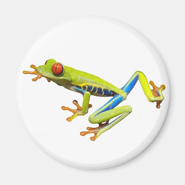 Red eyed tree frog magnet (Front)