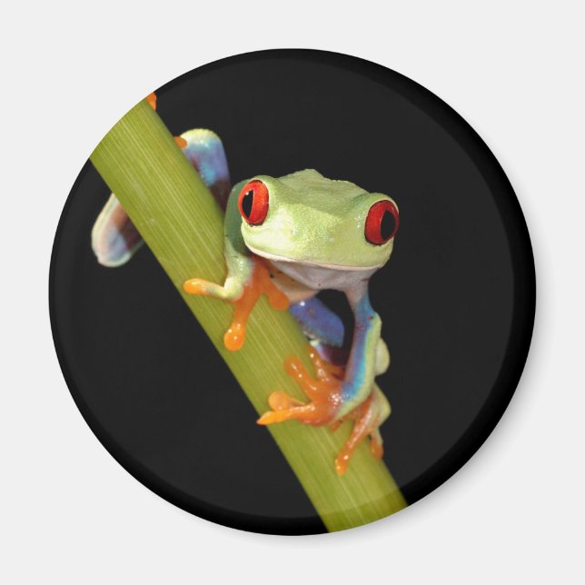 red eyed tree frog magnet (Front)
