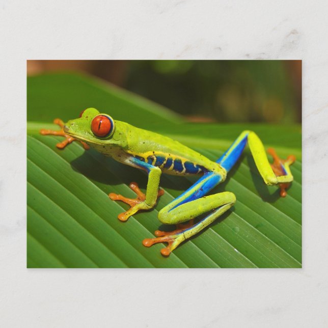 Red Eyed Tree Frog near Playa Jaco in Costa Rica Postcard (Front)