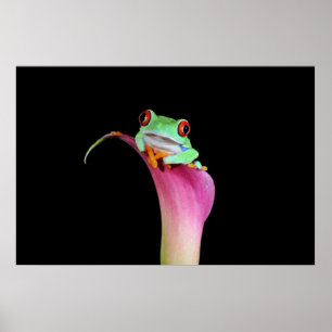 red eyed tree frog on calla flower poster
