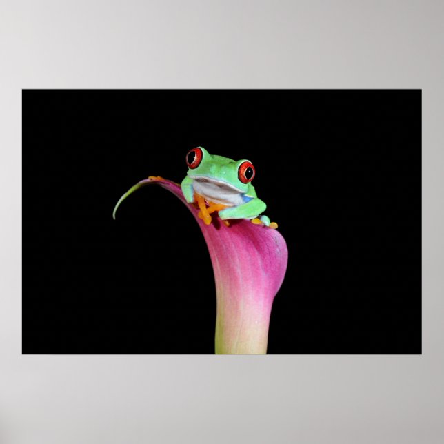 red eyed tree frog on calla flower poster (Front)