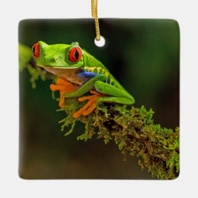 Red Eyed Tree Frog Photo Ceramic Ornament (Front)