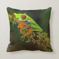 Red Eyed Tree Frog Photo