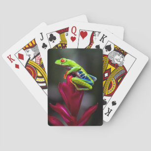 Red-eyed Tree Frog Playing Cards