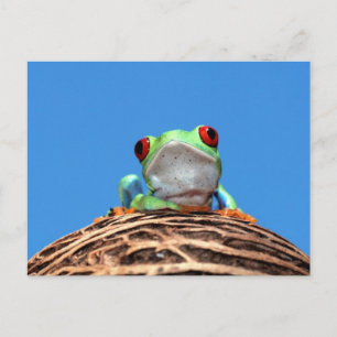 red eyed tree frog postcard