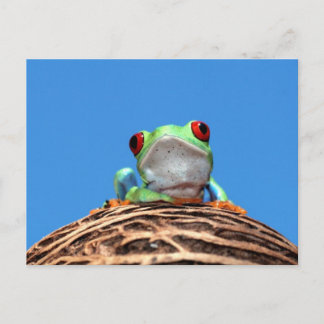 red eyed tree frog postcard