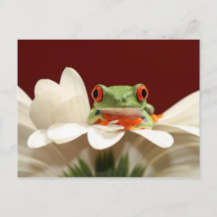 red eyed tree frog postcard