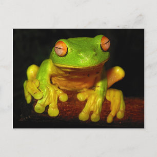 Red Eyed Tree Frog Postcard