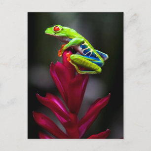 Red-eyed Tree Frog Postcard