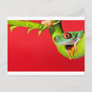 red eyed tree frog postcard