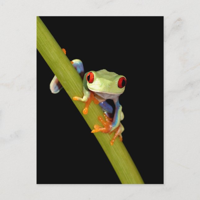 red eyed tree frog postcard (Front)
