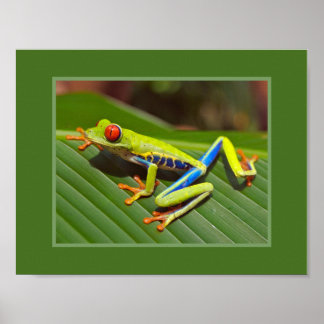 Red Eyed Tree Frog Poster