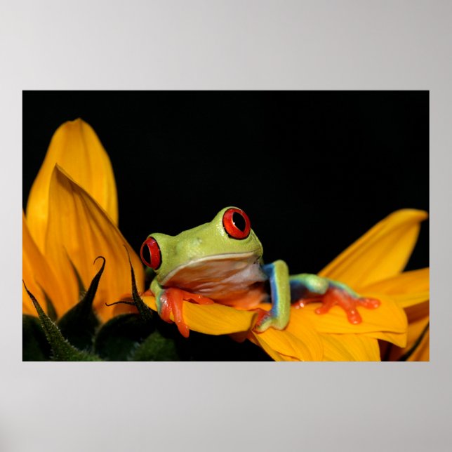 red eyed tree frog poster (Front)