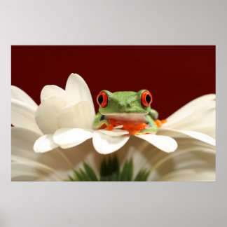 red eyed tree frog poster