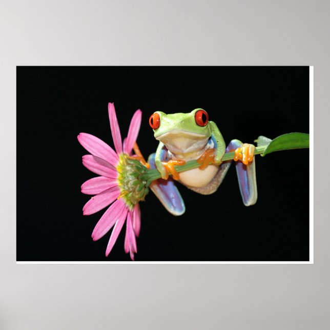 red eyed tree frog poster (Front)