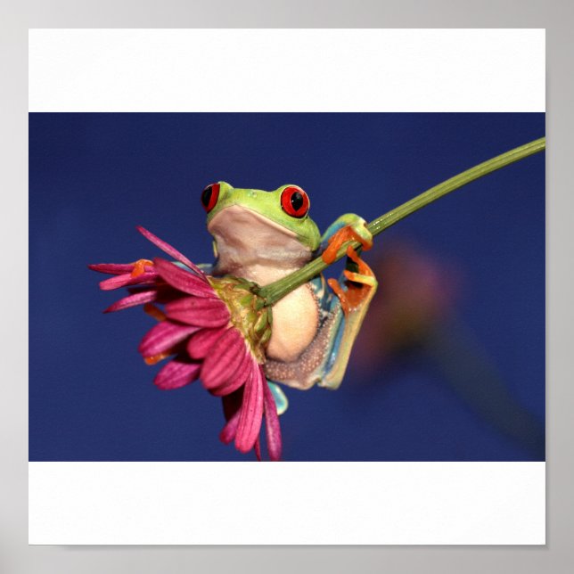 red eyed tree frog poster (Front)
