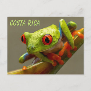 Red-Eyed Tree Frog Ready to Hop Postcard