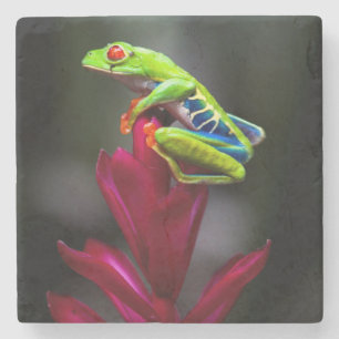 Red-eyed Tree Frog Stone Coaster