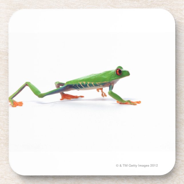 Red eyed tree frog walking coaster (Front)