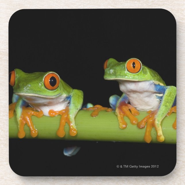 Red-eyed Tree Frogs (Agalychnis callidryas) on Coaster (Front)