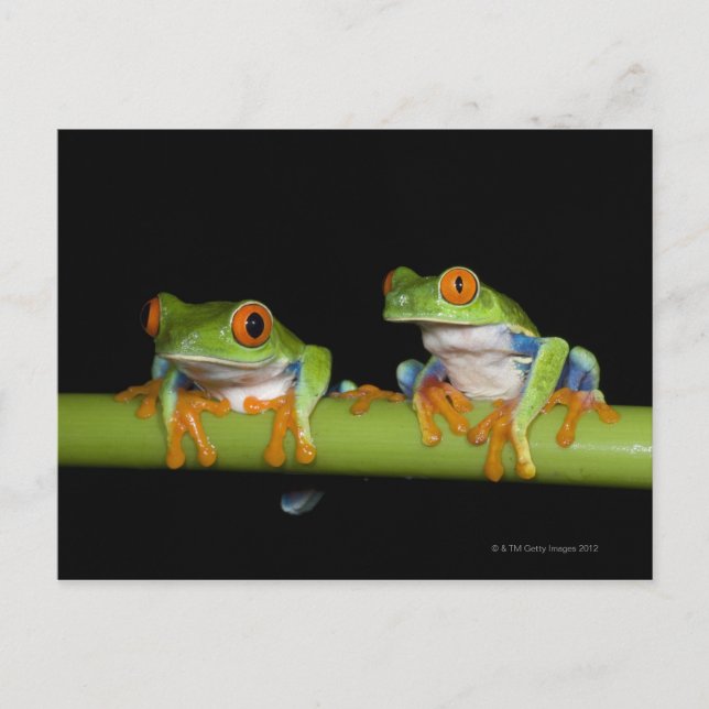 Red-eyed Tree Frogs (Agalychnis callidryas) on Postcard (Front)