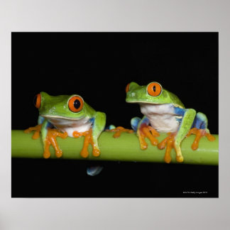 Red-eyed Tree Frogs (Agalychnis callidryas) on Poster