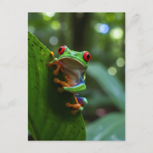Red eyed treefrog in Monteverde Cloud Forest Postcard