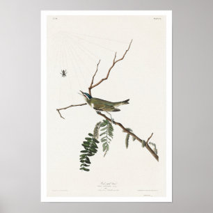 Red-eyed Vireo by Audubon Poster