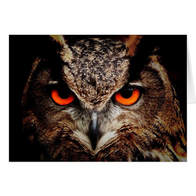 Red Eyes Eagle Owl (Front Horizontal)
