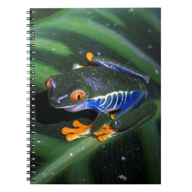 Red Eyes Frog On Leaf Notebook (Front)