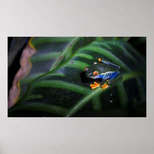 Red Eyes Frog On Leaf Poster