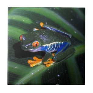 Red Eyes Frog On Leaf Tile